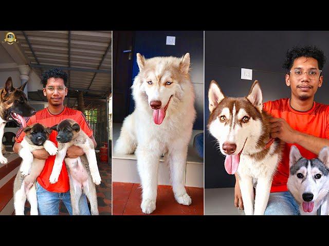 കേരളത്തിൽ ഏറ്റവും കൂടുതൽ Akita dogs ഉള്ള വീട് ! Rare verities Siberian Husky കളും ! #dog #puppy