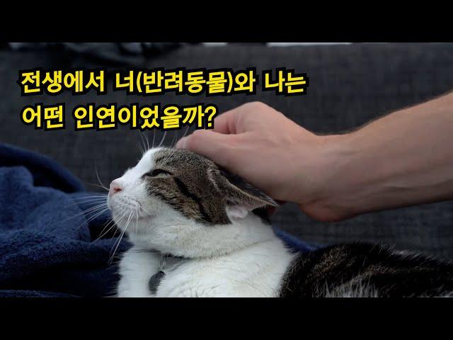 전생에서 그 아이(반려동물)과 나는  어떤 인연이었을까?