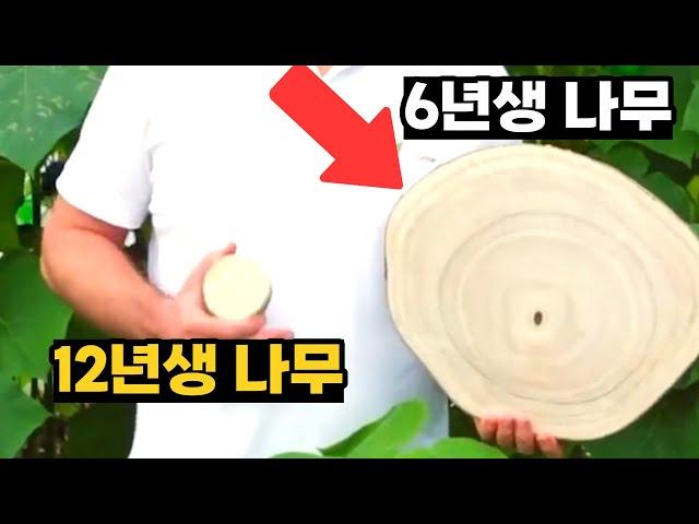 1년 6m 성장! 전세계 가장 빨리 크는 '이 나무' 목재로 전세계 수출하는 남자