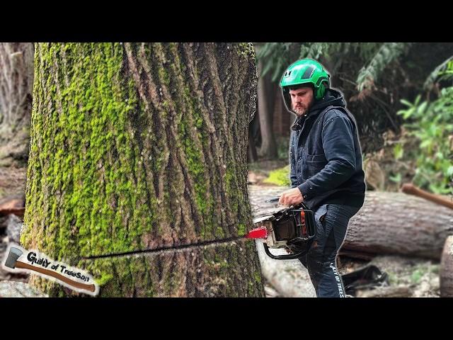 Removing A HUGE Codominant Fir And Cottonwood Tree