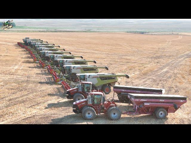 Colorado Wheat Harvest 2024 with 12 Claas Lexion Combines