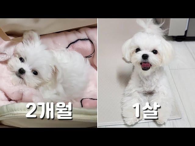 The process of growing a Maltese baby dog for a year