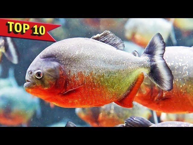 Top 10 Aggressive Aquarium Fish