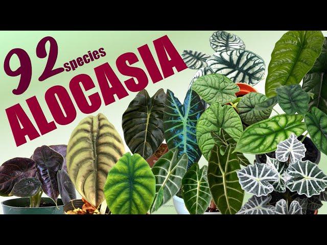 92 ALOCASIA SPECIES | HERB STORIES