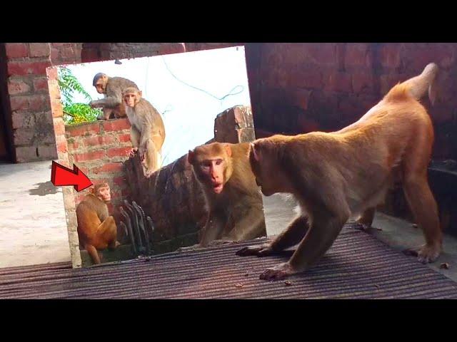 Mirror Vs Monkeys | Mirror Prank on Monkeys-Part 4 | Try Not To Laugh..