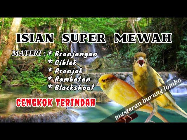 Masteran Kenari Full isian Super Mewah