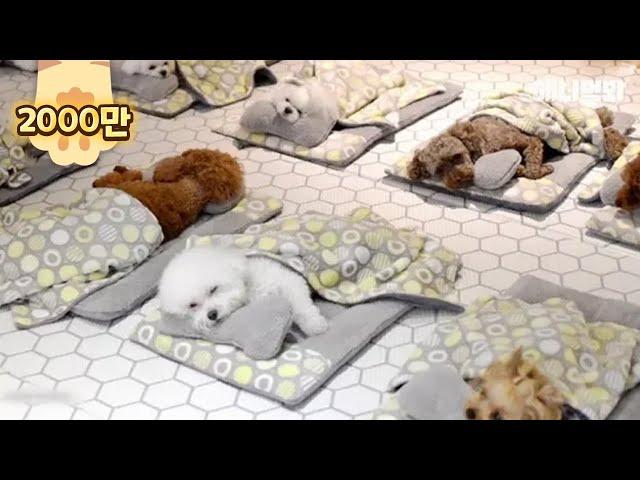 Puppies Enjoy Nap Time In The Kindergarten LOL