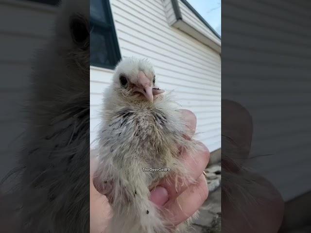 Fiona is always feeling like a pretty princess ogre. ◡̈ #chicken #chickens #animal #funny #animals