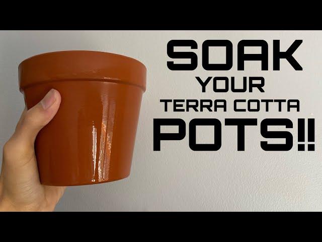 Why you Should Start Soaking Clay Pots Before Potting || How to Soak Terra Cotta Pots for Planting!