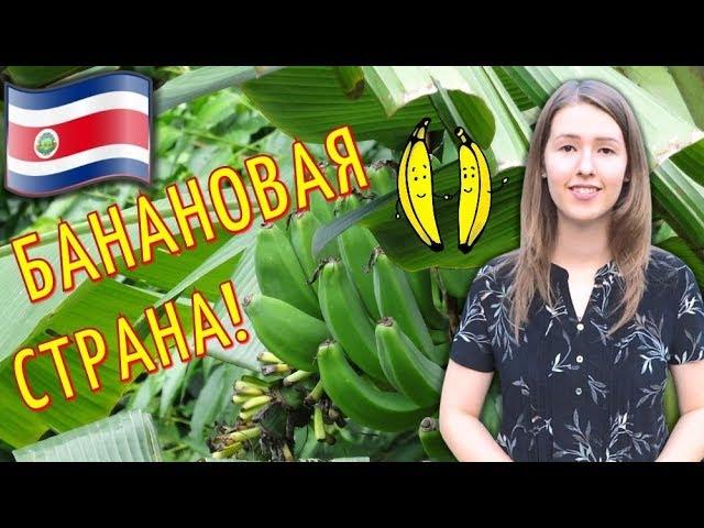 COSTA RICA: How do bananas grow in nature?