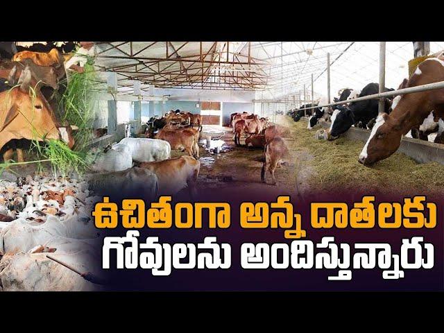 Free Cow shelter | Gaushala | Desi cows | Goshala | Signature studios