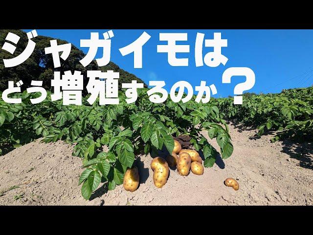 【図解】ジャガイモがたくさん入る植物生理を詳しく解説