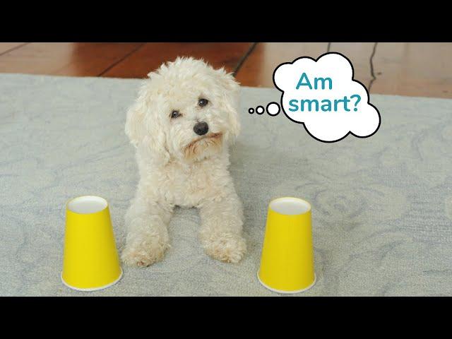 Is this Maltipoo smarter than he looks?