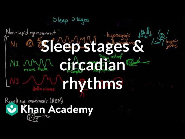 Sleep stages and circadian rhythms | Processing the Environment | MCAT | Khan Academy