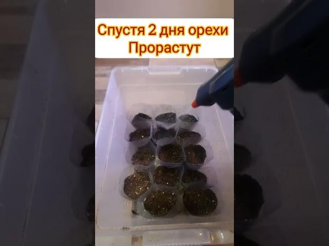 Выращивает арахис на участке