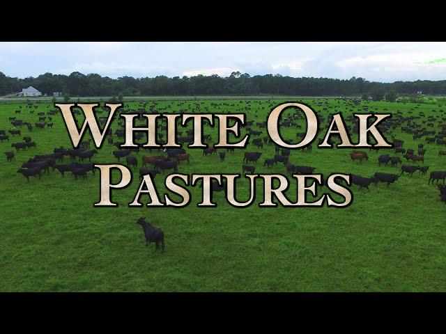 White Oak Pastures: A Model Regenerative Farm