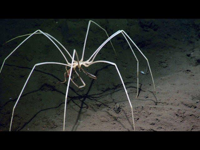 The Most Terrible Deep Sea Creatures You've Never Seen Before