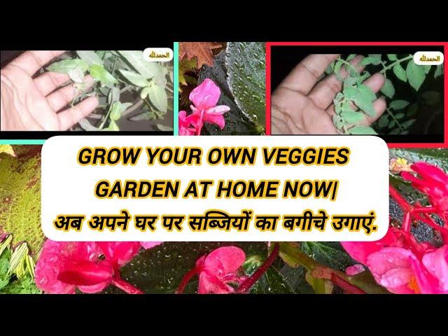 GROW YOUR OWN VEGGIES GARDEN AT HOME NOW|अब अपने घर पर सब्जियों का बगीचे उगाएं.