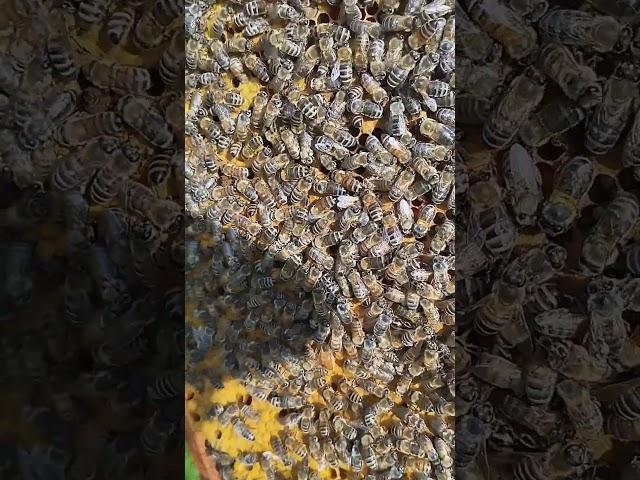 плодные маточки этого года #пчеловодство #bee #workerbee #beekeeper #beefeater #пчелы