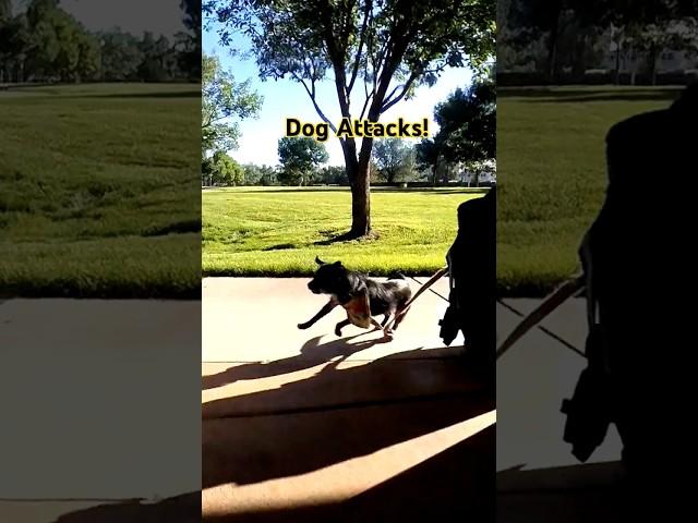 Dog Attacks Inline Skater #inlineskating #rollerblading #dogs #skatelife