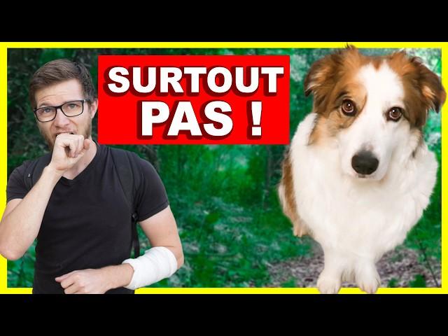 3 Choses A Ne Surtout Pas Faire Avec Son Chien en promenade