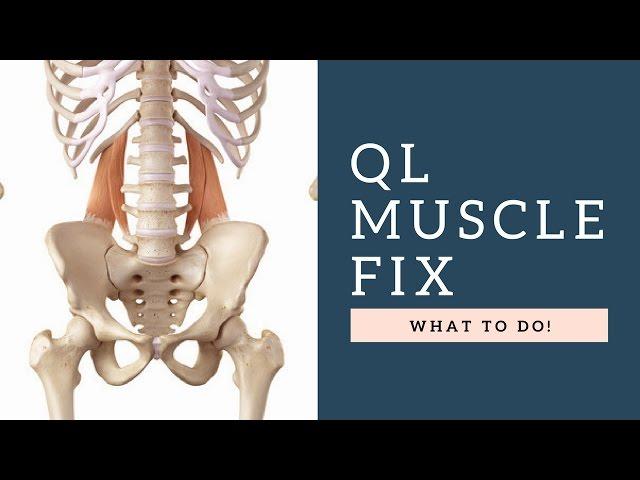 FIX Quadratus Lumborum (QL) Muscle Back Pain By Following These Exercises & Tips!