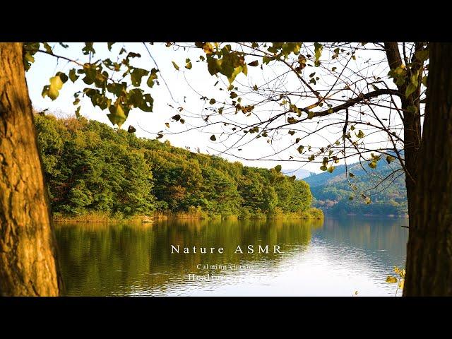 A forest colored with autumn leaves, a relaxing view of a calm lake,  quiet autumn lake ASMR.