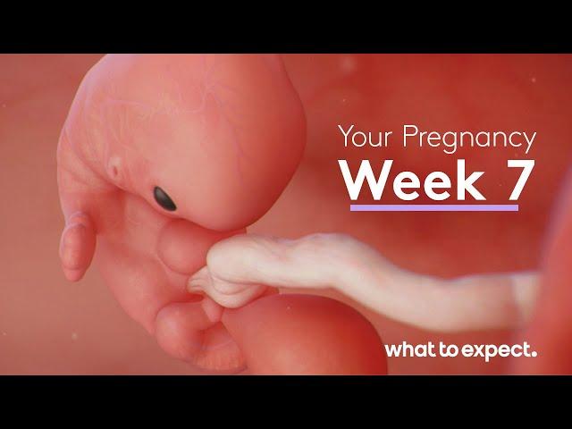 7 Weeks Pregnant - What to Expect