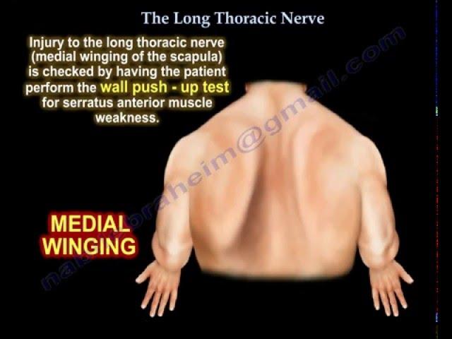 winged scapula , Long Thoracic Nerve  - Everything You Need To Know - Dr. Nabil Ebraheim