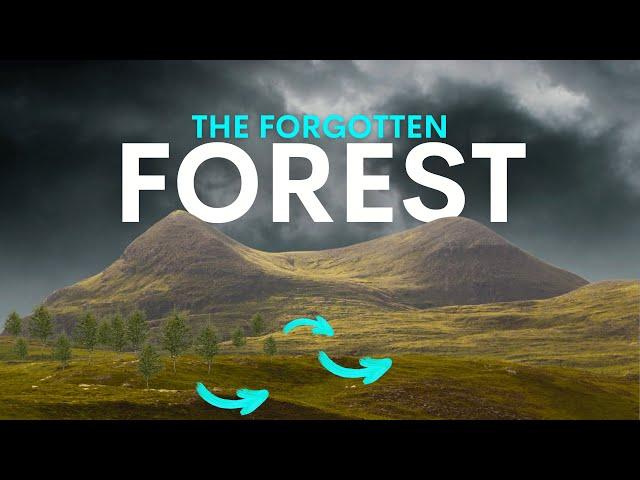 Scotland's Lost Mountain Forests Are Coming Back - here's how