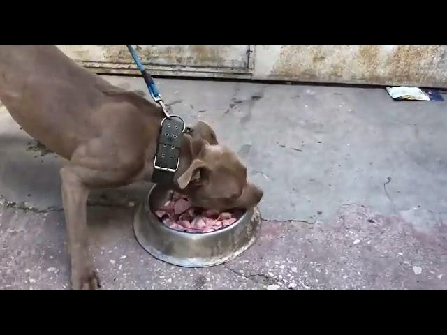 Aggressive Pitbull eating raw