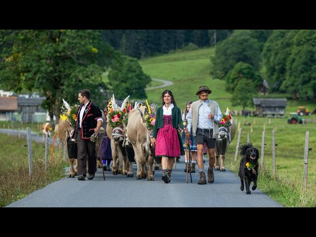 The cows have left the swiss alps - Swiss Tradition 4K