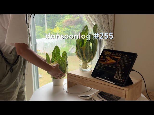 Summer rural life in Korea vlog 255) Vegetable bombing