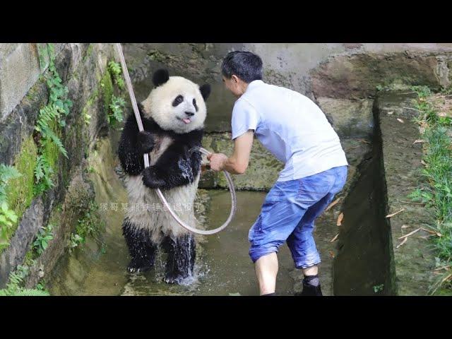 ️Baby panda Mang ChenChen standing up to take a bathat Chongqing Zoo 2022.06.29