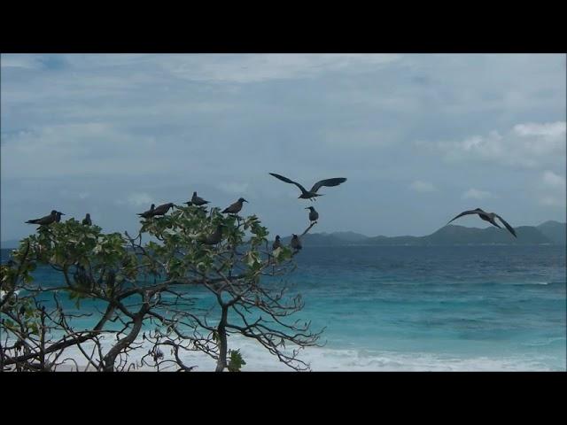 The birds of Aride Island Special Nature Reserve