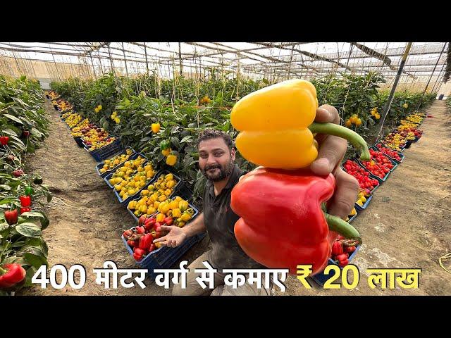 Profitable Capsicum farming in Poly house India / रंगीन शिमला मिर्च / Green house