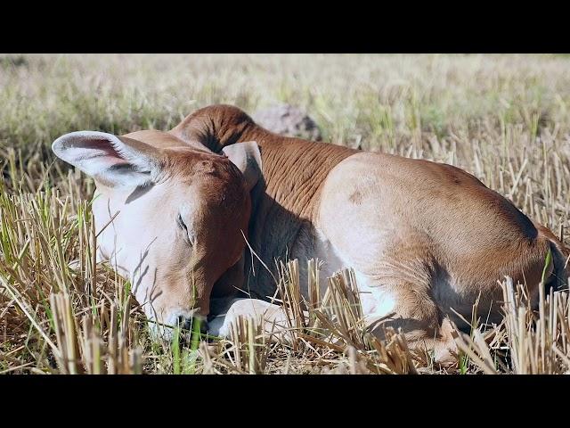 Как звучит  Корова?? Мычание Коровы
