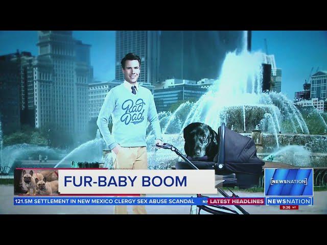 Fur baby boom:  7 in 10 Gen Z adults prefer pets over kids  |  NewsNation Prime