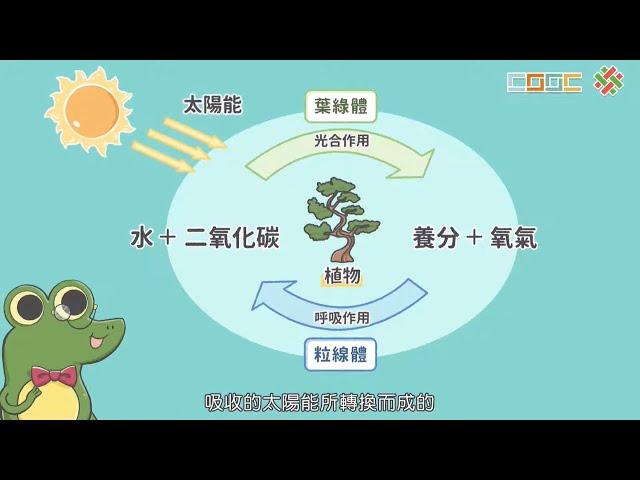 108新課綱｜七下生物｜【觀念】生態系中能量的流動