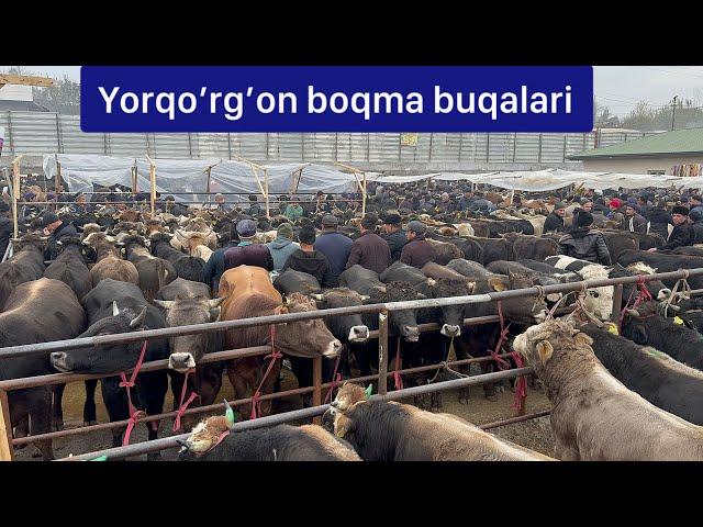 Yorqo’rg’on optom chorva bozori Boqma buqalari.