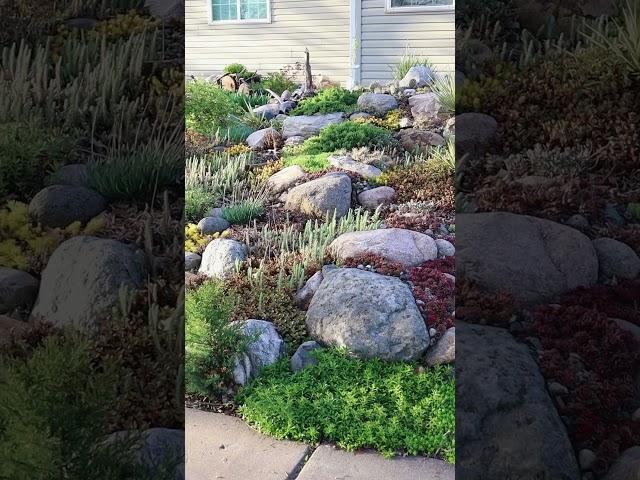 My rockery / rock garden / alpine garden in early spring 2024. MN https://northerncactusco.etsy.com