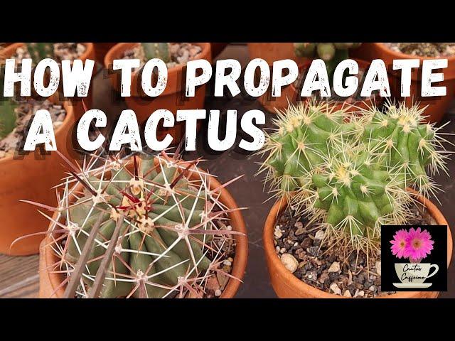 5 Easy Ways to Propagate a Cactus / Care for Cactus #growcactus