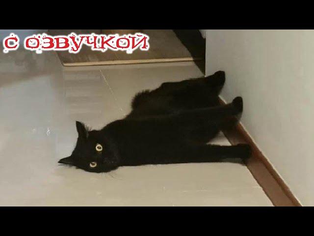 Приколы с котами! С ОЗВУЧКОЙ! Самые смешные животные! Смешные видео с котами и собаками!