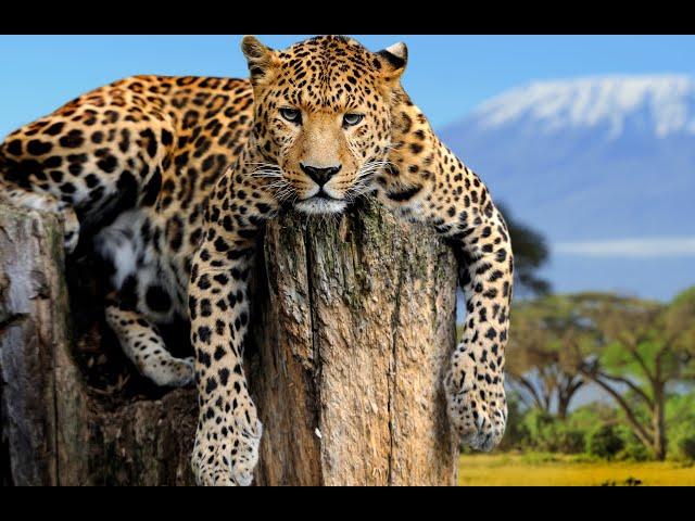 Amazing and Unbelievable Facts About LEOPARDS