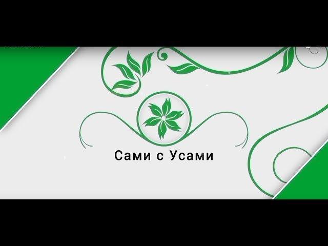 Рассада  | Сами с усами