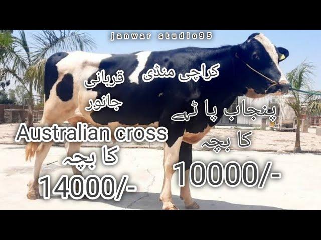 Australian cross | liaquatabad maweshi mandi | punjab ky pathy | sasti cow | cow child