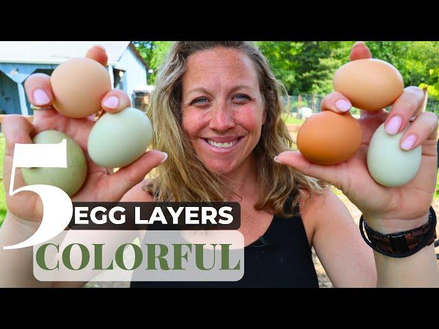 5 Best Colorful Egg-Laying Chicken Breeds | Discover Vibrant Hens on Your Farm!