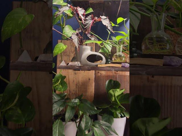 Morning Glimpse: My Plant-Filled Closet in 9 Seconds