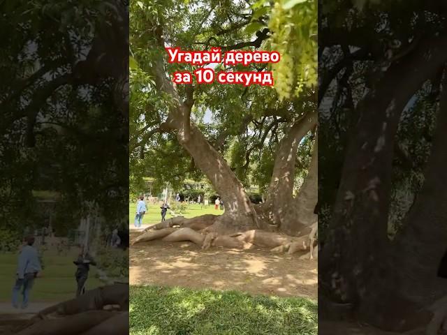 Угадай дерево за 10 секунд
