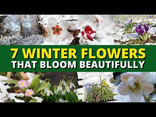 Top 7 Winter Flowers That Bloom Beautifully — Even in Cold Weather ️️